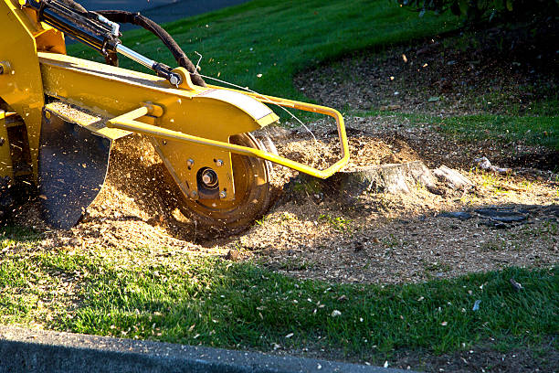 Professional Tree Removal in Kankakee, IL